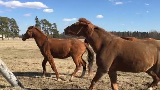 Many brown horse in the paddock. — Stock Video