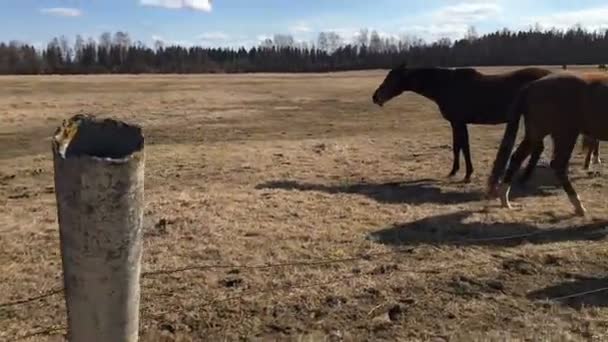 Beaucoup de cheval brun dans le paddock et deux personnes .