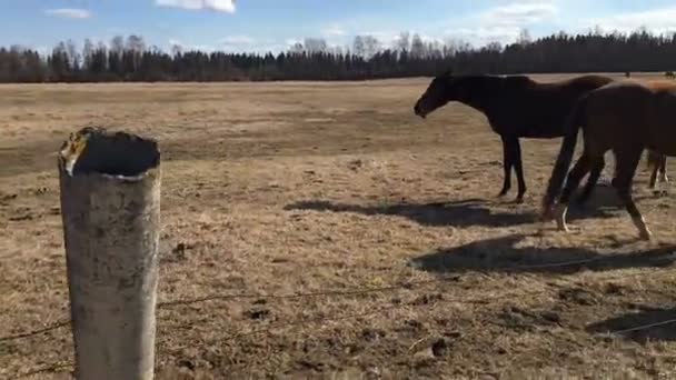 Viele braune Pferde auf der Koppel und zwei Personen. — Stockvideo