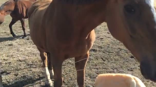 Person har gett till en häst bröd. — Stockvideo