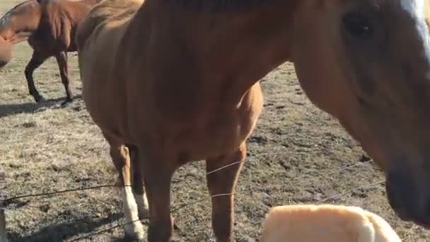 Une personne a donné à un cheval du pain .