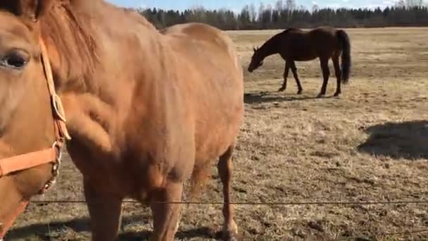 La persona ha dado a un caballo pan . — Vídeos de Stock