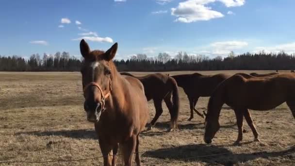 Muchos caballos en el paddock . — Vídeos de Stock