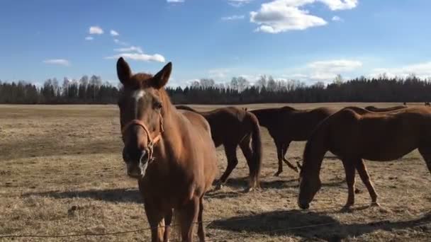 Veel paarden in de paddock. — Stockvideo