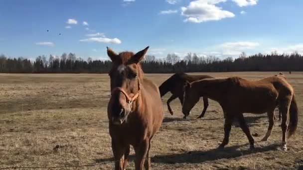 Veel paarden in de paddock. — Stockvideo