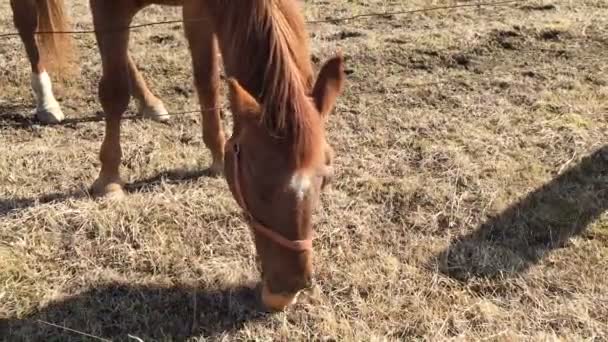 Pferd im Tierheim frisst ein Brot. — Stockvideo