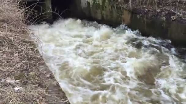 Rivière coule dans la journée dans le bois . — Video