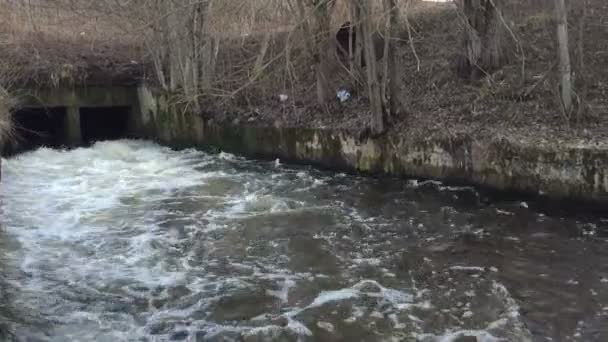 Rio flui no dia na floresta . — Vídeo de Stock