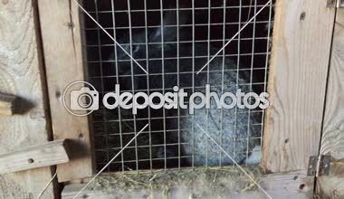 Kamera soldan sağa taşır ve bir sürü tavşan kafeslerde kaldırır.