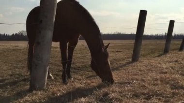 At içinde belgili tanımlık sığınak bir ot yiyor.