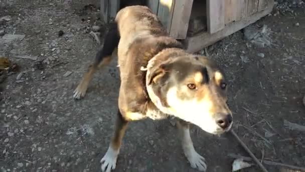 Chien en laisse près de la boîte en bois . — Video