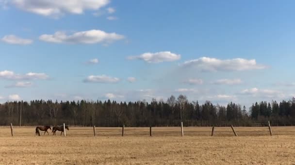 Zwei Pferde gehen rechts. — Stockvideo