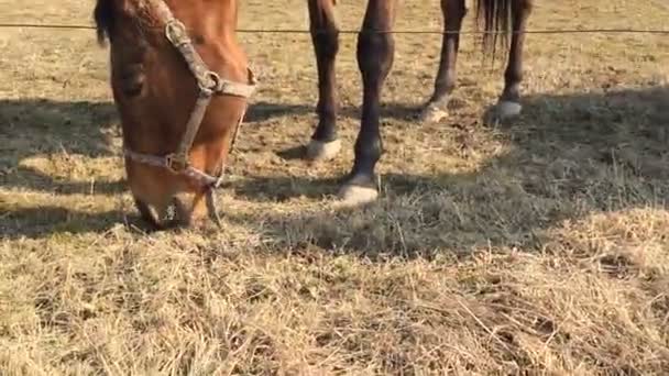 Cheval dans l'abri mange une herbe . — Video