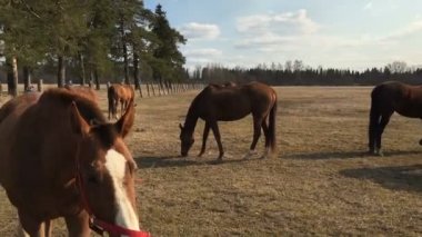 Bir atı ilk kişi görünümü okşayarak insanlar.