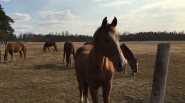 Bu ot yemek çok kahverengi atları ağıl.
