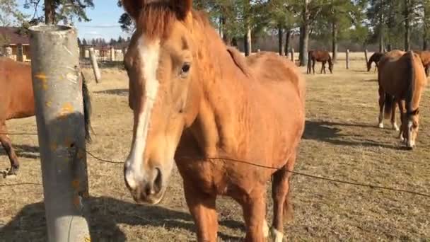 Muchos caballos marrones en el paddock . — Vídeo de stock