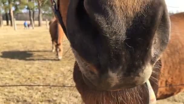 Bozal de un caballo de cerca. — Vídeo de stock