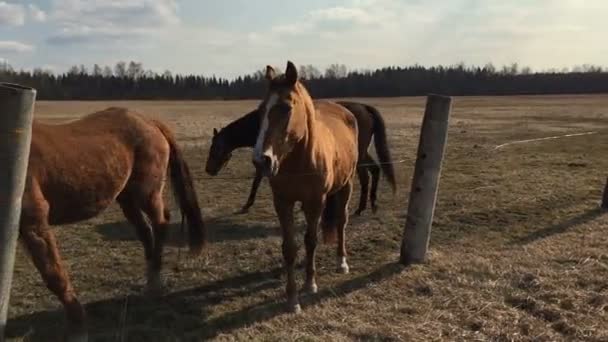 Muitos cavalos castanhos no cais . — Vídeo de Stock