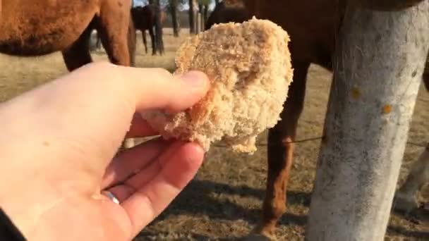 Man geeft het paard een stuk brood eerste persoonsmening. — Stockvideo