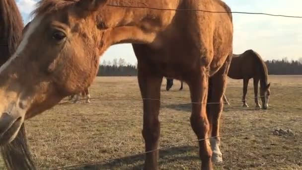 Muchos caballos marrones en el corral que comen hierba . — Vídeo de stock