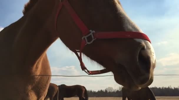 Caballo mastica comida contra el cielo azul . — Vídeo de stock