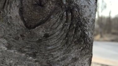 Kamera soldan sağa taşır ve ilk ağaç sonra işleten atlet kaldırır.