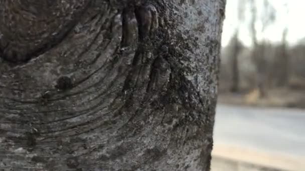 Kamera bewegt sich von links nach rechts und entfernt erst den Baum, dann den Sportler, der läuft. — Stockvideo