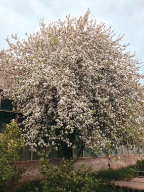 Duvarın yanında büyük güzel ağaç.