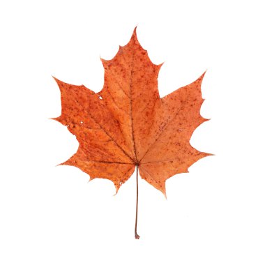 Sonbahar akçaağaç yaprağı beyaz arkaplanda izole edildi.