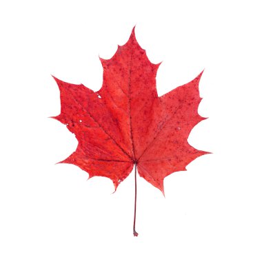 Beyaz arkaplanda kırmızı akçaağaç yaprağı izole edildi.