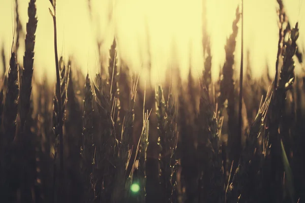 Rye in het veld in de avond. — Stockfoto