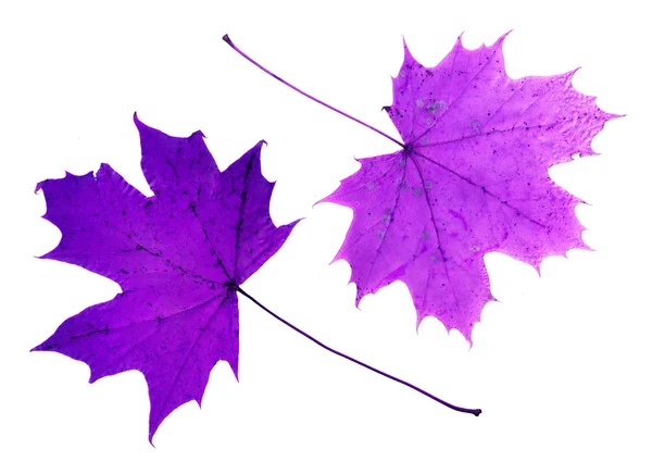 Deux feuilles d'érable violet isolées sur fond blanc . — Photo