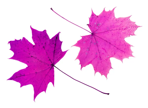 Duas folhas de bordo rosa isoladas no fundo branco . — Fotografia de Stock