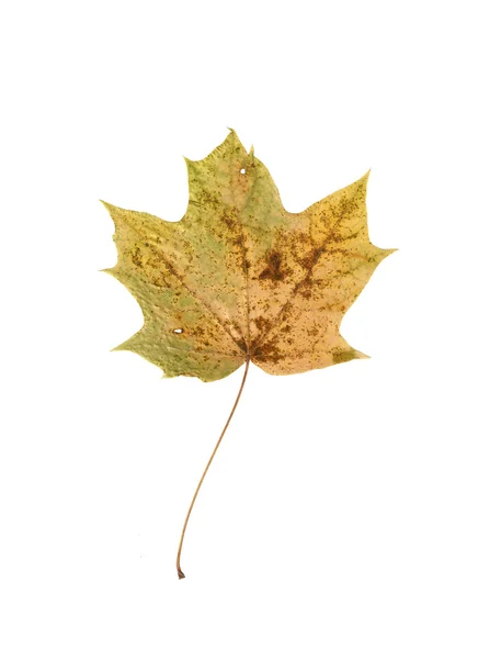 Outono folha de bordo isolado no fundo branco. — Fotografia de Stock
