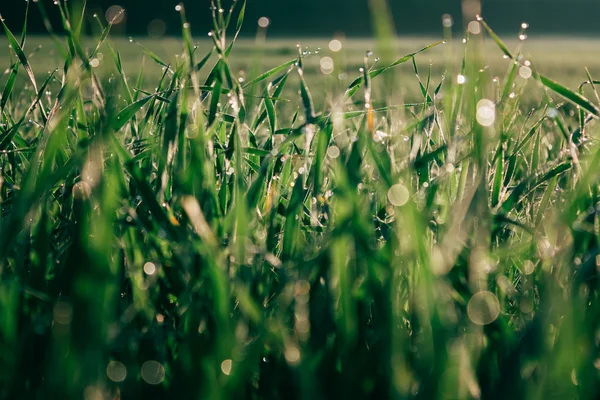 Field of grass close up photo. — Stock Photo, Image