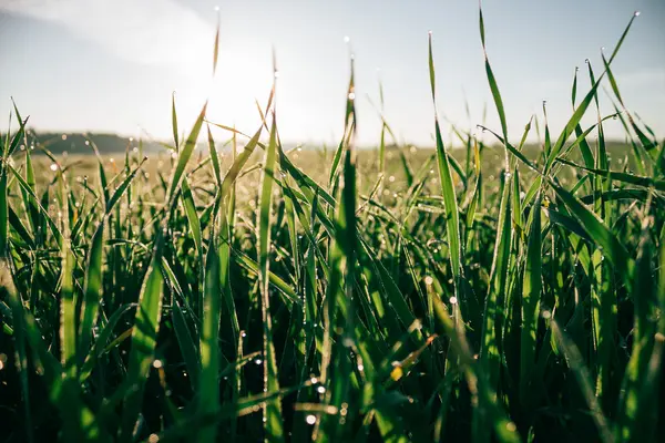 Campo de hierba de cerca foto . — Foto de Stock