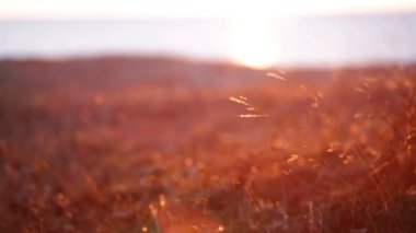 Turuncu otlar ve kameranın bulanık alan güneşe dikkat çekti.