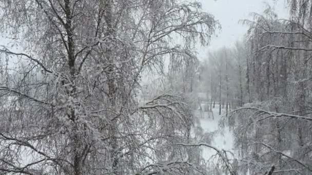 Grandi fiocchi di neve che cadono sugli alberi . — Video Stock