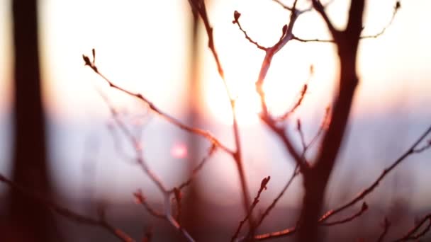 Caméra se concentre et commutateurs avec une branche d'arbre sur la mer . — Video