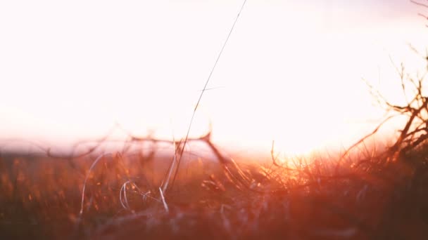 Blurred field of orange grasses and the camera is pointed at the sun. — Stock Video