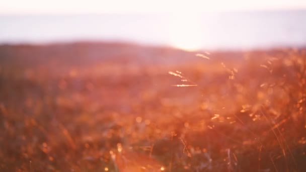 Verschwommenes Feld orangefarbener Gräser und die Kamera ist auf die Sonne gerichtet. — Stockvideo