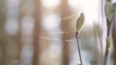 Örümcek ağı yakından genç ağaç dalı.