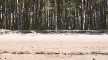Sandy beach ağaçların Manzaralı.