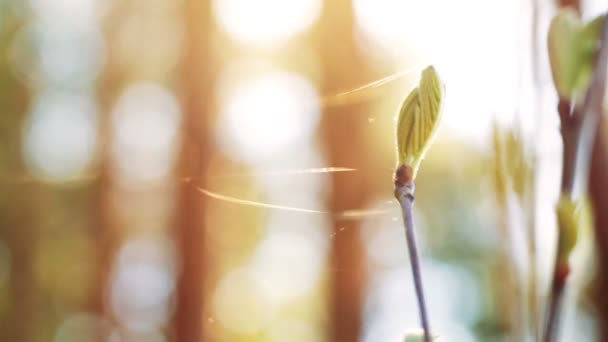 Giovane ramo d'albero in primo piano cobweb . — Video Stock