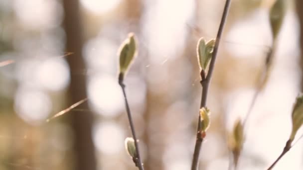 Jonge boomtak in close-up spinnenweb. — Stockvideo