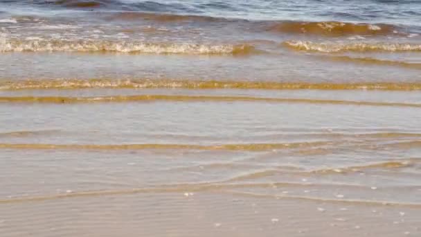 Kumlu sahilde Finlandiya Körfezi girifli. — Stok video