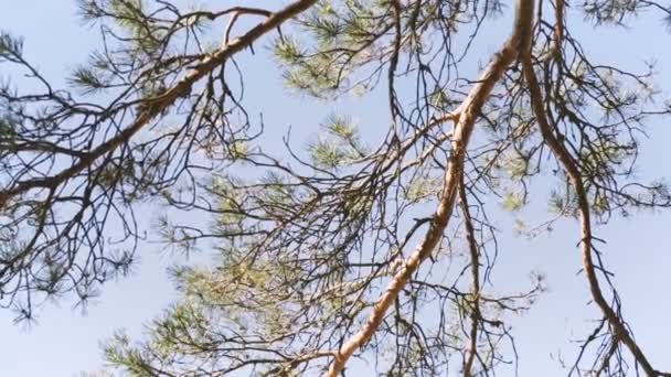 Dennentakken tegen de blauwe lucht. — Stockvideo