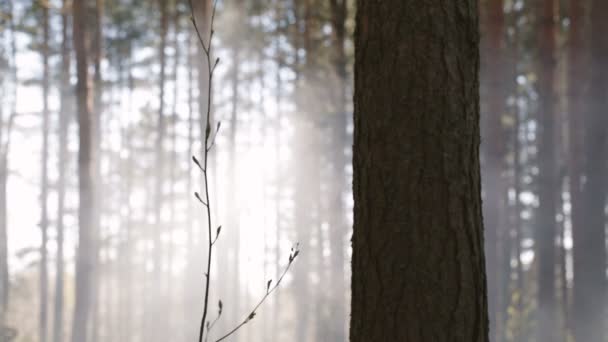 Roken in het hout in de middag. — Stockvideo