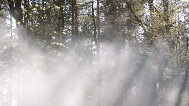 Humo en el bosque por la tarde . — Vídeo de stock