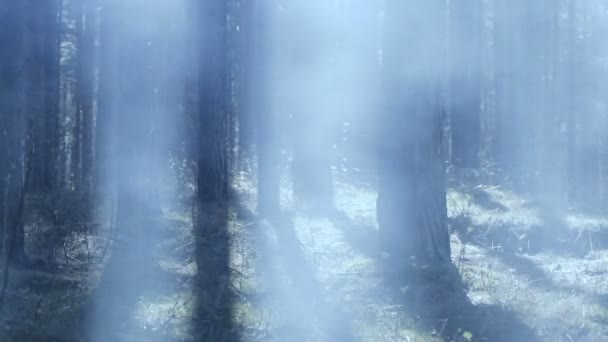 Fumée dans la forêt avec éclairage bleu . — Video